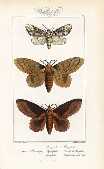 Pauquet: Buff-tip, poplar lappet and lappet moth