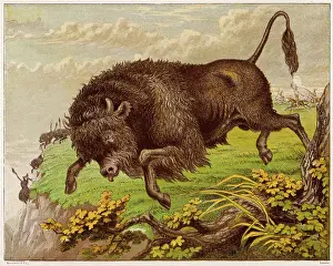 Desperately: BUFFALO