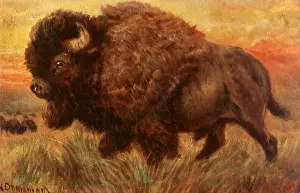 Sideview: Buffalo