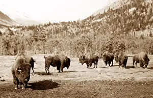Banff: Buffalo, Banff, Canada