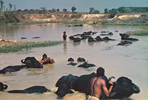 Stared: Buffalo bath - Rangoon