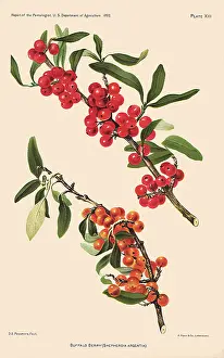 Passmore: Buffalo Berries