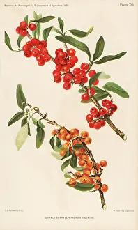 Thorny: Buffalo berry, Shepherdia argentia
