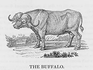 Buffon: BUFFALO (BEWICK)