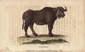 Bubalus: Buffalo, Bos bubalus
