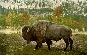 Amidst: Buffalo Bull