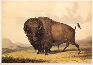 Mcgahey: Buffalo Bull