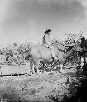 Dragging: Buffalo cart with runners, Philippines