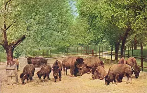 Countless: BUFFALO IN CHICAGO