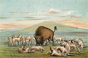 Assailed: BUFFALO & COYOTES - 2