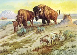 Olaf: Buffalo Family