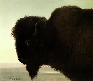 Prairie: Buffalo Head