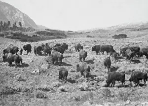 Wyoming: Buffalo herd in the Yellowstone National Park, 1908