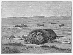 Realised: BUFFALO SLAUGHTERED