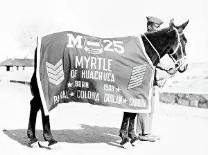 Mule: Buffalo Soldier Pack Mule, Myrtle