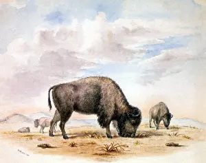 Prairie: Two Buffaloes Grazing
