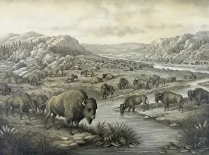 Buffaloes: Buffaloes at rest