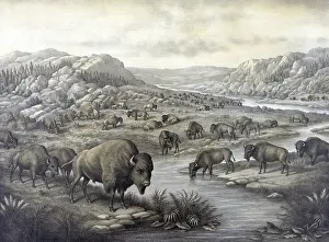 Buffaloes: Buffaloes at rest. Lithograph ca. 1911?