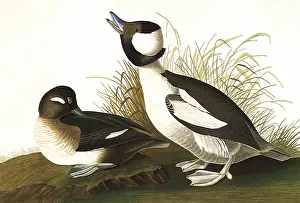 Grasses: Buffel-Headed Ducks