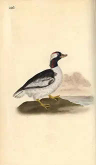 Bucephala: Bufflehead, Bucephala albeola