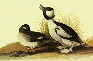 Bucephala: Bufflehead, Bucephala albeola