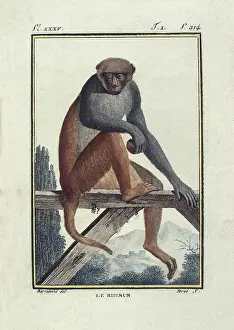 Buffon: BUFFON, Georges-Louis Leclerc, count de (1707-1788)