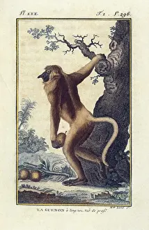 Buffon: BUFFON, Georges-Louis Leclerc, count de (1707-1788)
