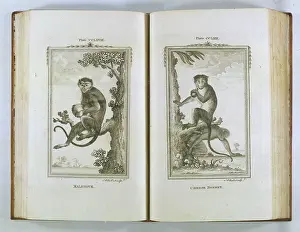 Naturelle: BUFFON / MONKEYS