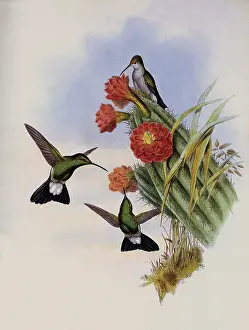 Cacti: Buffon's Plumeleteer, Hypuroptila Buffoni