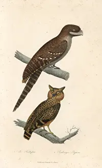 Complements: Buffy fish owl and Papuan frogmouth
