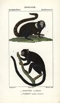 Jean Francois: Buffy-tufted marmoset, Callithrix aurita (vulnerable)