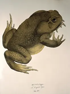Amphibians: bufo marinus