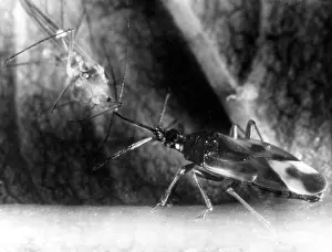 Greenfly: BUG EATS GREENFLY