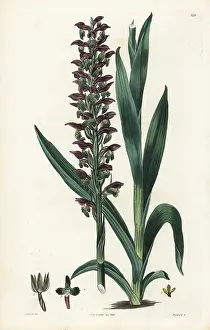 Orchis: Bug orchid, Anacamptis coriophora