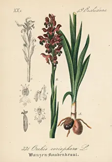 Orchis: Bug orchid, Anacamptis coriophora