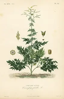 Foetida: Bugbane or cohosh, Actaea cimicifuga