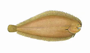 Luteum: Buglossidium luteum, or Solenette