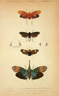 Blanchard: Bugs