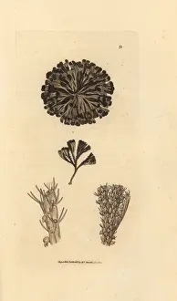 Avicularia: Bugulina avicularia
