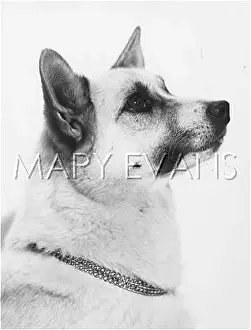 Buhund: BUHUND