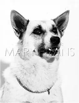 Buhund: BUHUND
