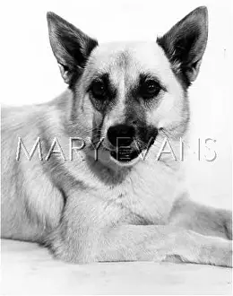 Buhund: BUHUND