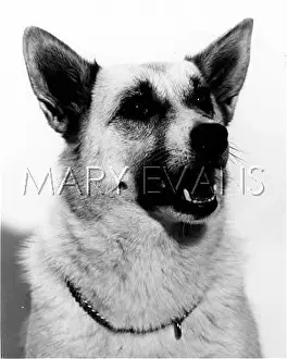 Buhund: BUHUND