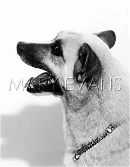 Buhund: BUHUND