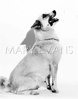 Buhund: BUHUND