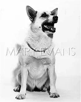 Buhund: BUHUND