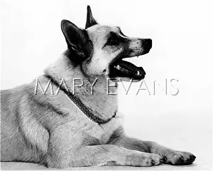 Buhund: BUHUND