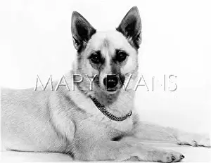 Buhund: BUHUND