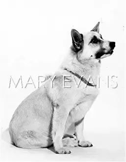 Buhund: BUHUND