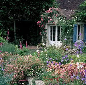 Perdereau: Building with pink and white roses